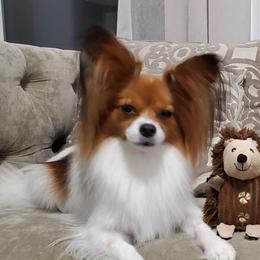 Gracie - Papillon