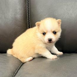 Fiona - Merle female Pomsky puppy in Doon, Iowa from Luxury Pomsky