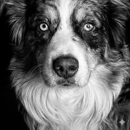 Scout - Australian Shepherd