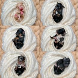Golden Aussiedoodle puppies from Remedy Ridge Aussiedoodles