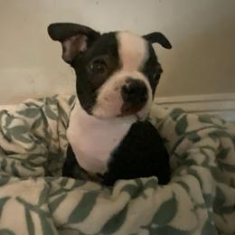 Sweet Pea (Americus) born in the yr of our 250th yr - Black and white female Boston Terrier puppy in Murrells Inlet, South Carolina from Inlet Boston Terriers