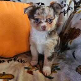 AKC Brandy In Maine 3800.00 - Merle female Chihuahua puppy in Newport, Maine from Pinewood Acres Chihuahuas