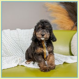 Noa - Phantom female Bernedoodle puppy in Connersville, Indiana from Deaz Doodle Ranch