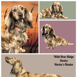 Kindee - Dachshund