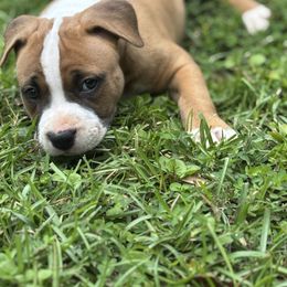 Female C - Red female American Pit Bull Terrier puppy in Pensacola, Florida from Alpha Alliance Kennels