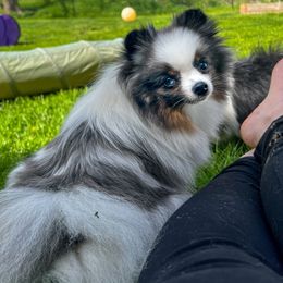 Grace - Pomeranian