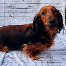 Lola - Dachshund