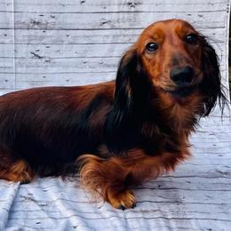 Lola - Dachshund