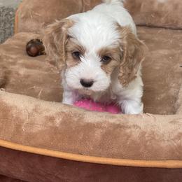 Oscar - Blenheim male Cavapoo puppy in Sugarcreek, Ohio from True Hearted Doodles