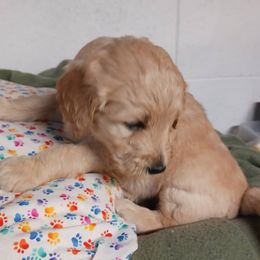 Goldendoodles from Cream City Doodles