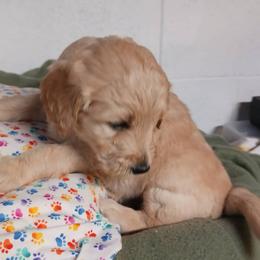 Goldendoodles from Cream City Doodles