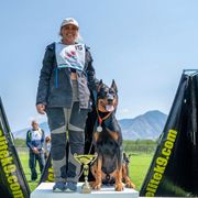Xerxes - Beauceron