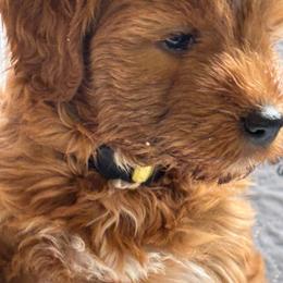 Gucci (Yellow collar) - Red  female Goldendoodle puppy in Colorado Springs, Colorado from Pikes Peak Doodles
