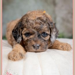 Kingman - Merle male Cockapoo puppy in Connersville, Indiana from Deaz Doodle Ranch