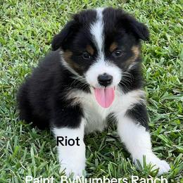 Riot - Black tri-color male Australian Shepherd puppy in Magee, Mississippi from Paint ByNumbers Ranch