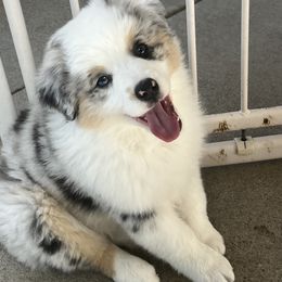 Miniature American Shepherd Puppies from Destiny Aussies