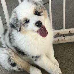 Miniature American Shepherd Puppies from Destiny Aussies