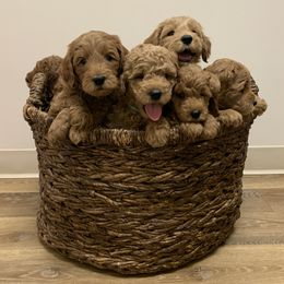 Bernedoodle and Goldendoodle Puppies from Doodles of the Desert