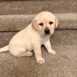 Beau - Yellow female Labrador Retriever puppy in Tekonsha, Michigan from Asher Acres Labs