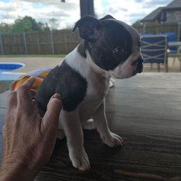Girl 2 - Brindle and white female Boston Terrier puppy in Sulphur Springs, Texas from B&B Bostons