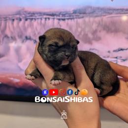 EUNI - Red female Shiba Inu puppy in Minnesota from BonsaiShibas