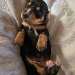 Beauty - Black and tan female Dachshund puppy in Oklahoma City, Oklahoma from Hamm Weenies  AKC (Dachshunds)