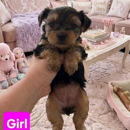 Girl - Black and tan female Yorkshire Terrier puppy in Mobile, Alabama from Southern Elite Yorkies