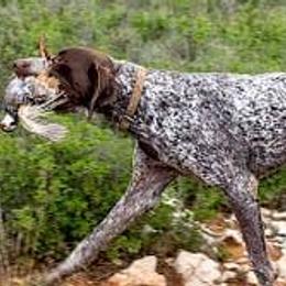 German Shorthaired Pointers from Dragoon Mountain Kennels