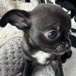 Thor - Black male Chihuahua puppy in Coweta, Oklahoma from Green Country Chihuahuas