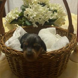 Dimples - Dapple male Dachshund puppy in Elizabethtown, Kentucky from Teeny Tiny Puppy Tails