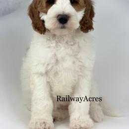 Lola - Parti female Goldendoodle puppy in Milford, Indiana from Railway Acres Kennel