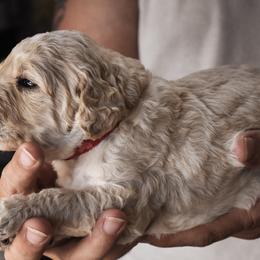 Goldendoodle Puppies from Wildflower Doodles