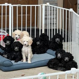 Boy 5 - Poodle puppy from Lake Effect Poodles, Leesa’s Jewlz