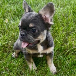 Marc - Blue male French Bulldog puppy in Des Moines, Iowa from Frenchie Dreams Come True