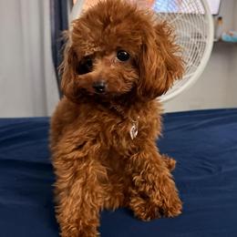 Cindy - Poodle