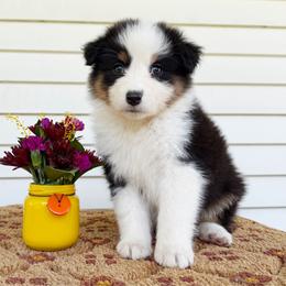 Haven - Black tri-color female Australian Shepherd puppy in Kearney, Nebraska from Helix Aussies