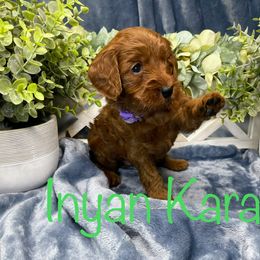 Goldendoodle Puppies from Ming’s Dynasty Doodles