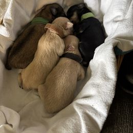 Miniature Schnauzer puppies from Hannalori’s Lil Schnauzer Cuties