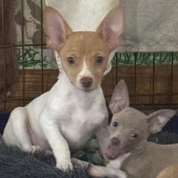 Love - Red white and sable male Rat Terrier puppy in Rio Vista, Texas from CaliRats Rat Terriers