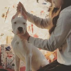Dogo Argentino Puppies from De la Fuerza de Dios