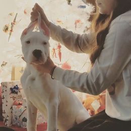 Dogo Argentino Puppies from De la Fuerza de Dios