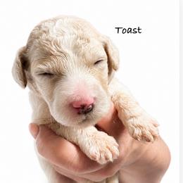Toast - Cream male Poodle puppy in Greenwich, New York from MizzElle’s Standard Poodles