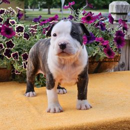 Girl 5 - American Staffordshire Terrier puppy in Springfield, Illinois from Prairieland Kennels