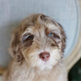 Nutella - Phantom female Bernedoodle puppy in Queen Creek, Arizona from Dulcito Doodles