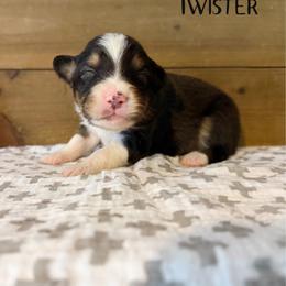Twister - Black tri-color male Australian Shepherd puppy in Kearney, Nebraska from Helix Aussies