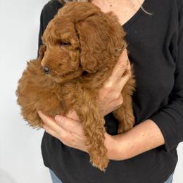Bridget - Red  female Goldendoodle puppy in Conklin, Michigan from Lake Michigan Couture Cavapoos & Cockapoos