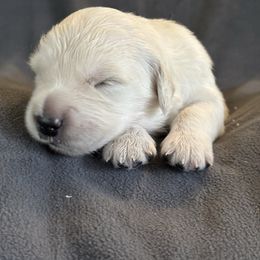 Yellow boy - Light golden male Golden Retriever puppy in Howell Township, New Jersey from Hunny Pot Goldens