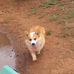 Rex - Pembroke Welsh Corgi