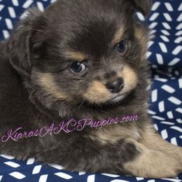 AKC   Andre - Chocolate and tan male Chihuahua puppy in Sterling Heights, Michigan from Kiara's AKC Chihuahuas of Michigan