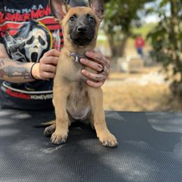 Cherish - Mahogany female Belgian Malinois puppy in Deerfield Beach, Florida from vd Hunde der neuen Äre